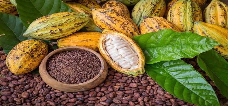 Cacao Medicina Ancestral